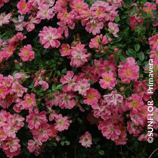 ©SUNFLOR - Primavera